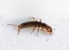Nebria sp.
